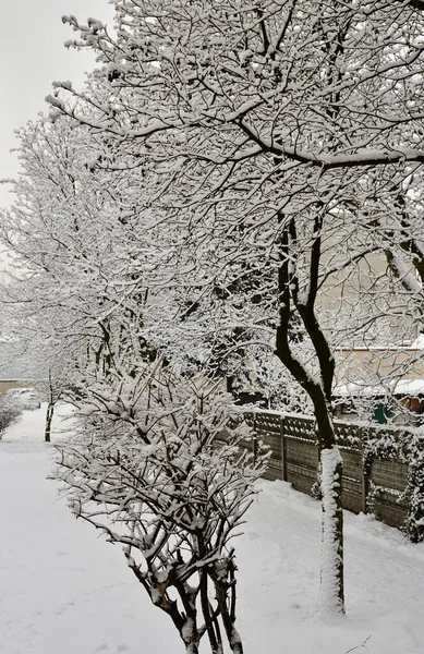 Flerfamiljshus Bland Snötäckta Träd Och Buskar Vinter Frostig Och Mulen — Stockfoto