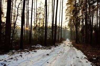 Soğuk bir kış gününde vahşi bir ormanda karla kaplı bir orman yolu. Gün. 