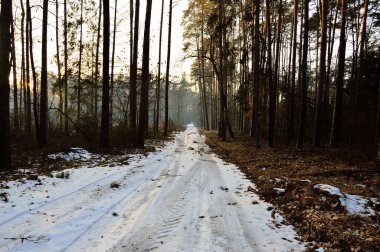 Soğuk bir kış gününde vahşi bir ormanda karla kaplı bir orman yolu. Gün. 