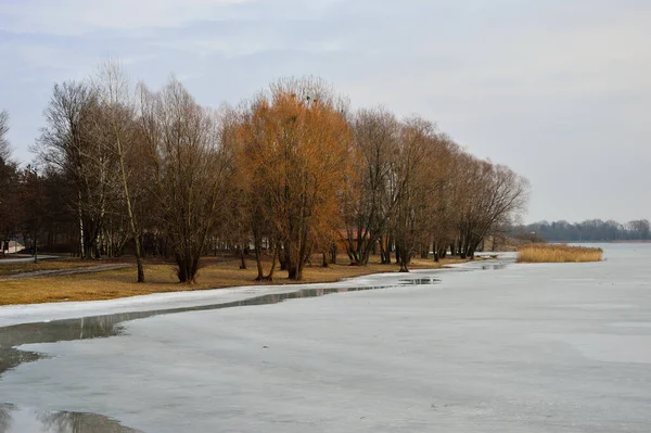 Donmuş göl kıyısı, karla kaplı ağaçlar dondurucu güneşli bir günde. Kış. 