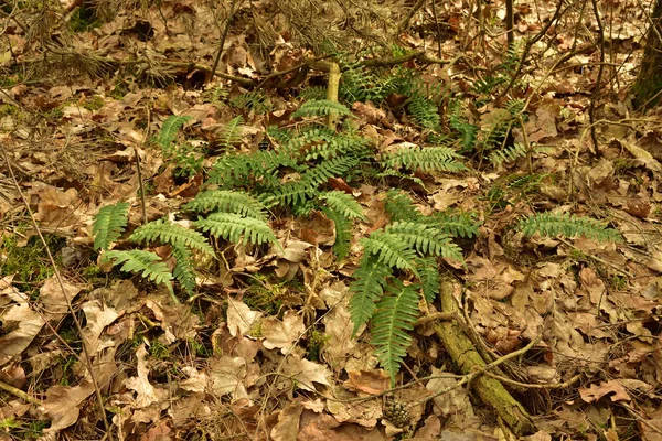 Zelené Kapradinové Listy Rostou Uschlých Listech Podestýlce Jarním Lese Strom — Stock fotografie