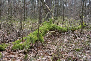 Bulutlu bir günde ormanda kırılmış, devrilmiş ve yosunlu bir ağaç. Orman.