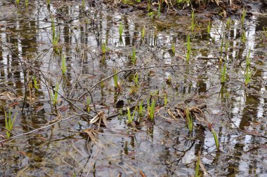 Sonbaharda bulutlu bir günde ormanda sel basmış bir açıklık. Su.. 