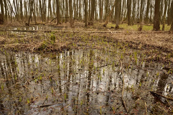 Ένα Πλημμυρισμένο Ξέφωτο Στο Δάσος Φθινόπωρο Μια Συννεφιασμένη Μέρα Νερό — Φωτογραφία Αρχείου