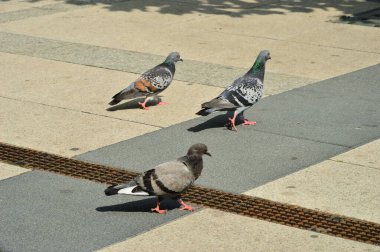 Güneşli bir günde Wroclaw 'da dar bir sokak. Şehir. 
