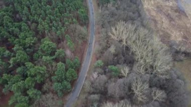 Kasvetli ama aydınlık bir sonbahar gününde ormanın ortasında bir yol.