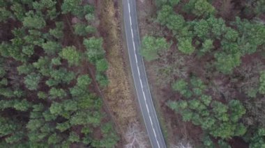 Kasvetli ama aydınlık bir sonbahar gününde ormanın ortasında bir yol.