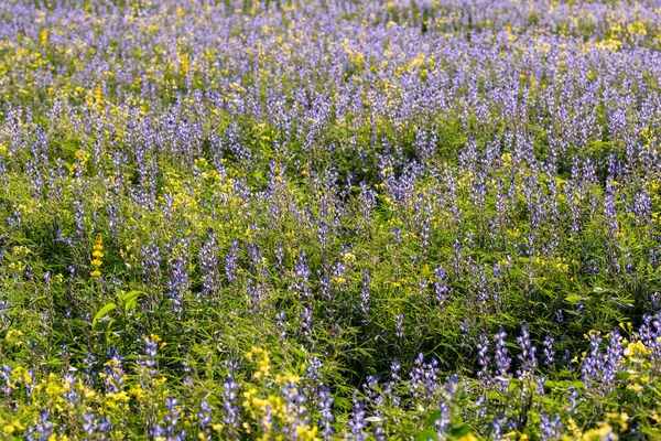 Fiori Lupino Blu Fiori Colza Gialli Campo Tra Erbe Verdi — Foto Stock