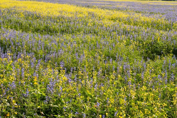 Fiori Lupino Blu Fiori Colza Gialli Campo Tra Erbe Verdi — Foto Stock