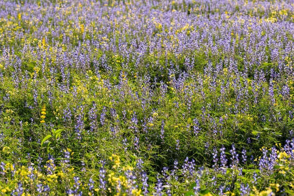 Flores Altramuz Azul Flores Colza Amarilla Campo Entre Hierbas Verdes —  Fotos de Stock