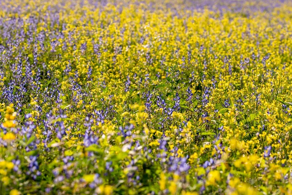Γαλάζια Λούπινα Λουλούδια Και Κίτρινα Άνθη Ελαιοκράμβης Ένα Χωράφι Ανάμεσα — Φωτογραφία Αρχείου
