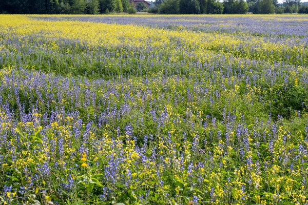 Blue Lupine Flowers Yellow Rape Flowers Field Green Grasses Sunny — Stock Photo, Image