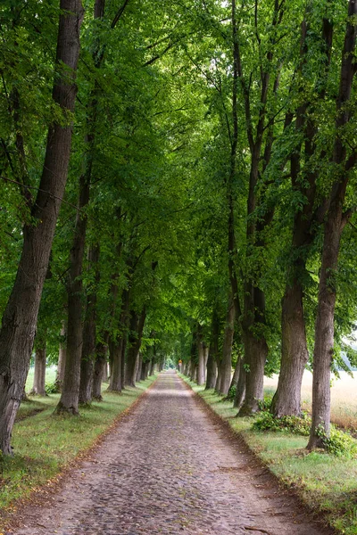 Cobbled street among linden trees on a linden avenue on a sunny day. Summer