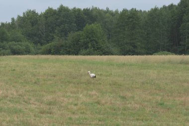 Çayırda yiyecek arayan bir leylek. Bir yaz gününde kurbağalar.