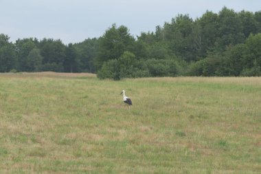 Çayırda yiyecek arayan bir leylek. Bir yaz gününde kurbağalar.