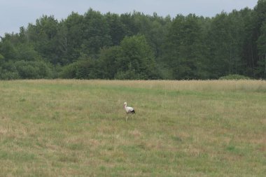 Çayırda yiyecek arayan bir leylek. Bir yaz gününde kurbağalar.