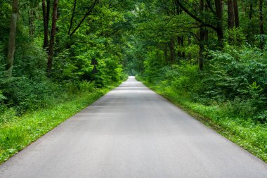 Road in a green forest on a hot summer day. 