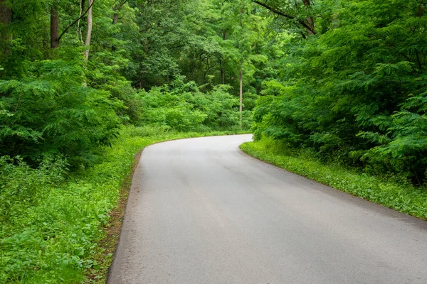 Road in a green forest on a hot summer day. 