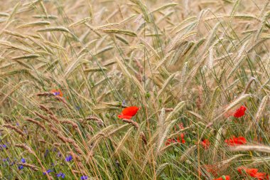 Sıcak bir yaz gününde gelincikler ve mısır çiçekleri olgunlaşmış tahılların arasında.