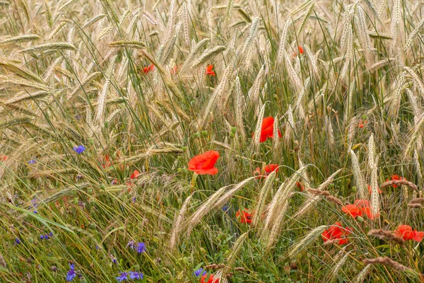 Papaveri Fiordalisi Tra Lame Grano Maturo Una Calda Giornata Estiva — Foto Stock