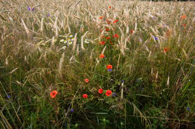 Sıcak bir yaz gününde gelincikler ve mısır çiçekleri olgunlaşmış tahılların arasında.