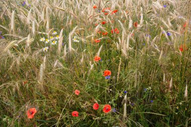 Sıcak bir yaz gününde gelincikler ve mısır çiçekleri olgunlaşmış tahılların arasında.