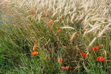 Sıcak bir yaz gününde gelincikler ve mısır çiçekleri olgunlaşmış tahılların arasında. Yaz.