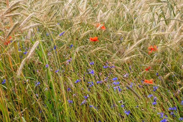 Papaveri Fiordalisi Tra Lame Grano Maturo Una Calda Giornata Estiva — Foto Stock