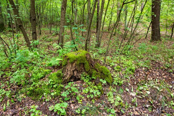 Mossy Trunk Dense Old Forest Remote Area Summer Day — Fotografia de Stock