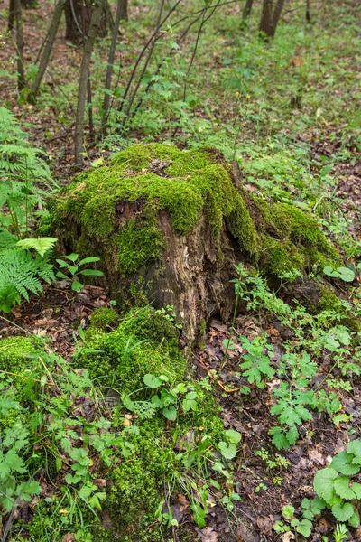 Ένας Κορμός Βρύα Ένα Πυκνό Παλιό Δάσος Μια Απομακρυσμένη Περιοχή — Φωτογραφία Αρχείου