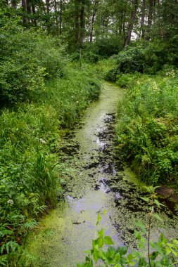 Sıcak bir yaz gününde sık ve ulaşılamaz bir ormanda ördek otu ve otla kaplanmış bir dere..