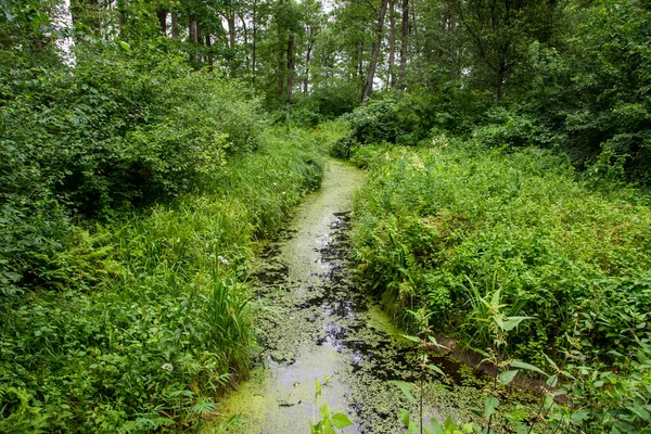 Stream Overgrown Duckweed Grass Dense Inaccessible Forest Hot Summer Day — Stock Photo, Image