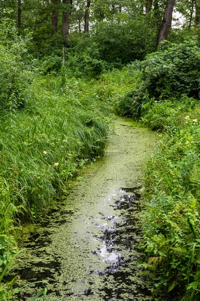 Ruisseau Envahi Par Asclépiade Herbe Dans Une Forêt Dense Inaccessible — Photo