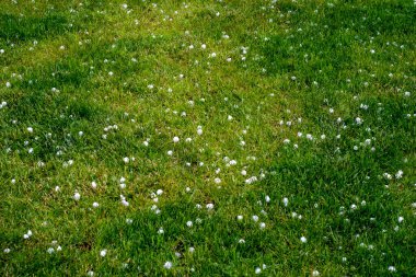 Bir yaz günü fırtına geçtikten sonra çimlerde dolu yağıyor.. 