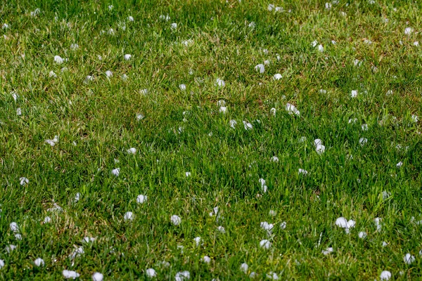Hail Lawn Storm Front Passes Summer Day — Foto Stock