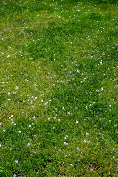 Hail Lawn Storm Front Passes Summer Day — 图库照片