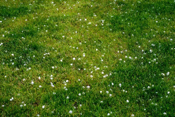 Hail Lawn Storm Front Passes Summer Day — 图库照片