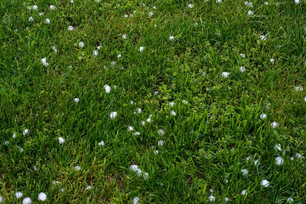 Hail Lawn Storm Front Passes Summer Day —  Fotos de Stock