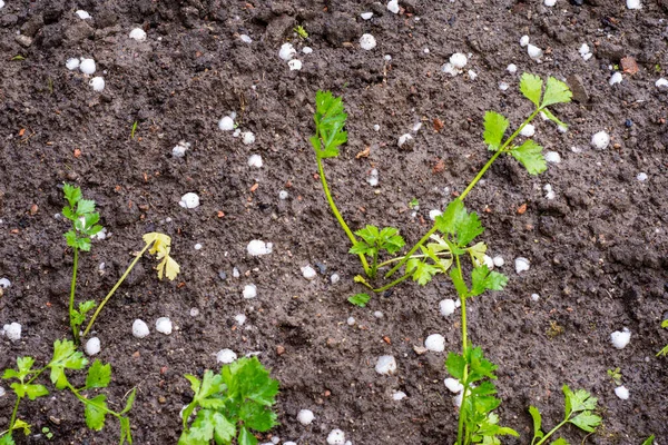Hail falls on small plants in pots and in the ground during hot summer.