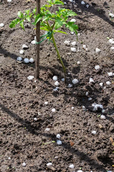 Hail falls on small plants in pots and in the ground during hot summer.