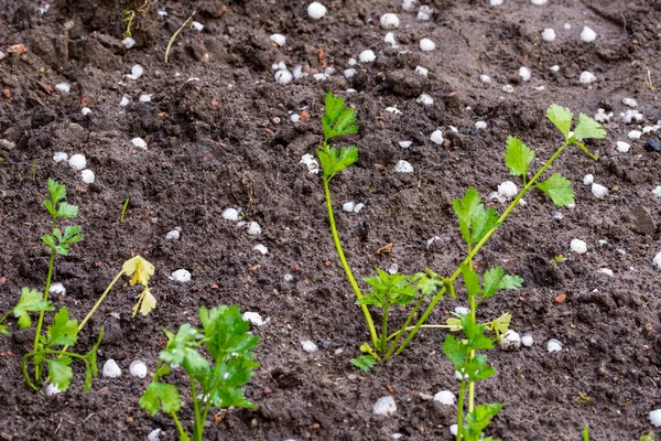 Hail falls on small plants in pots and in the ground during hot summer.