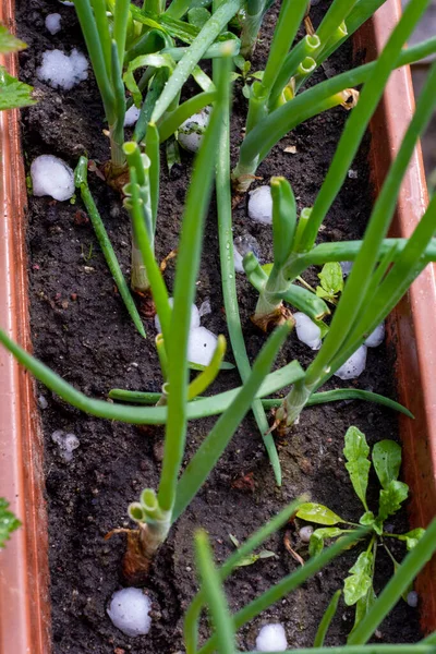 Hail falls on small plants in pots and in the ground during hot summer.