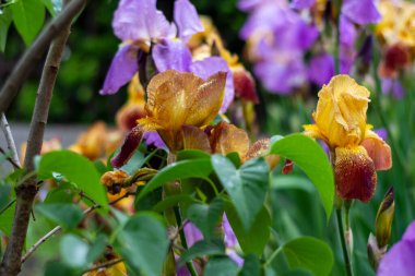 Güneşli bir yaz gününde Bahçe yatağında çiçek açan irisler.