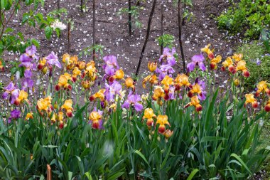 Güneşli bir yaz gününde Bahçe yatağında çiçek açan irisler.