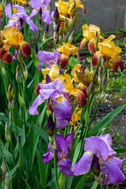 Güneşli bir yaz gününde Bahçe yatağında çiçek açan irisler.
