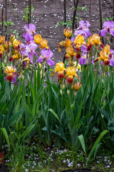 Blooming Irises Garden Bed Sunny Summer Day — Zdjęcie stockowe