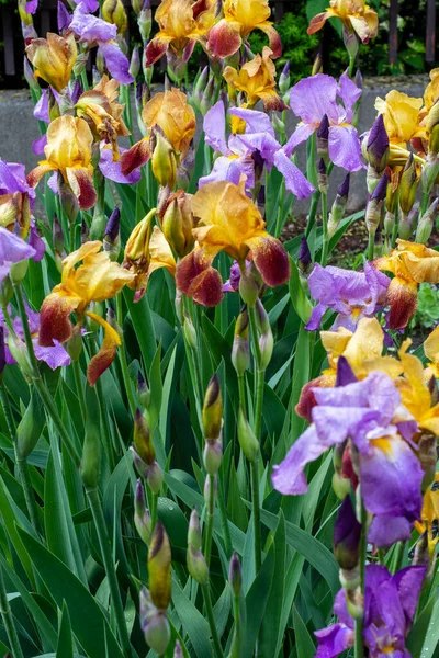 Blooming Irises Garden Bed Sunny Summer Day — Zdjęcie stockowe