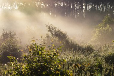 Dawn in the forest among the mists on a sunny morning, the sun's rays in the fog.
