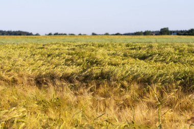 Cereal in the field before harvest on a sunny summer day. Summer.