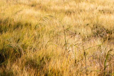 Cereal in the field before harvest on a sunny summer day. Summer.